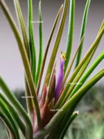 Тилландсия Ионанта х бульбоса(Tillandsia Ionantha x bulbosa) — изображение 6