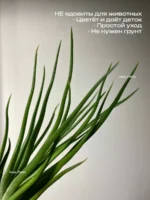 Тилландсия Ионанта х бульбоса(Tillandsia Ionantha x bulbosa) — изображение 2
