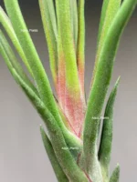 Тилландсия Ионанта х бульбоса(Tillandsia Ionantha x bulbosa) — изображение 7