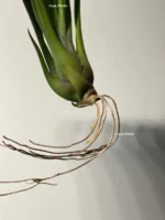 Тилландсия Ионанта х бульбоса(Tillandsia Ionantha x bulbosa) — изображение 8