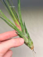 Тилландсия Ионанта х бульбоса(Tillandsia Ionantha x bulbosa) — изображение 9