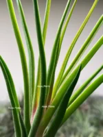 Тилландсия Ионанта х бульбоса(Tillandsia Ionantha x bulbosa) — изображение 10