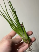 Тилландсия Ионанта х бульбоса(Tillandsia Ionantha x bulbosa) — изображение 11