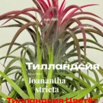 Тилландсия Ионанта стрикта (Tillandsia Ionantha stricta)