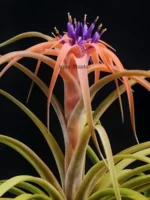 Тилландсия капитата S (Tillandsia capitata S) — изображение 2