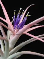 Тилландсия капитата S (Tillandsia capitata S) — изображение 4