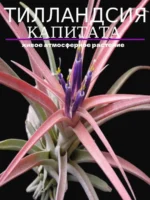 Тилландсия капитата S (Tillandsia capitata S)