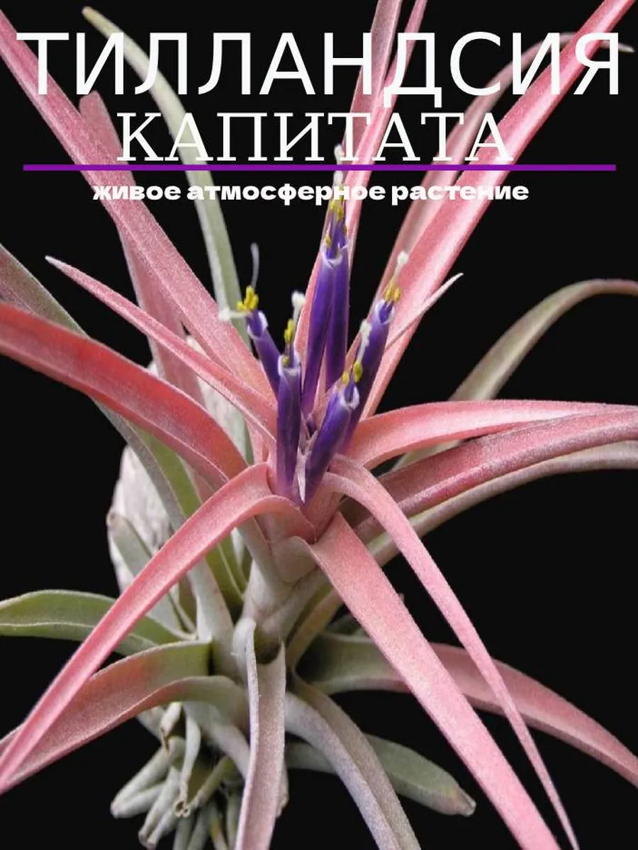 tillandsiya-kapitata-s-tillandsia-capitata-s-5 Тилландсия капитата S (Tillandsia capitata S) — изображение 1