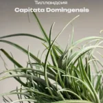Тилландсия Капитата (Tillandsia Capitata Domingensis)