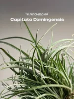 Тилландсия Капитата (Tillandsia Capitata Domingensis)