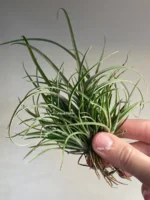 Тилландсия Капитата (Tillandsia Capitata Domingensis) — изображение 4