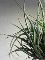 Тилландсия Капитата (Tillandsia Capitata Domingensis) — изображение 5
