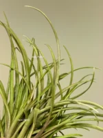 Тилландсия Капитата (Tillandsia Capitata Domingensis) — изображение 6
