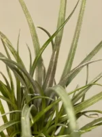 Тилландсия Капитата (Tillandsia Capitata Domingensis) — изображение 2