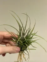 Тилландсия Капитата (Tillandsia Capitata Domingensis) — изображение 3