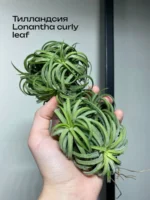 Тилландсия курли лиф (Tillandsia Ionantha Curly Leaf)
