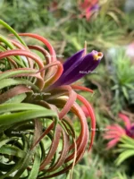 Тилландсия курли лиф (Tillandsia Ionantha Curly Leaf) — изображение 10