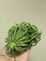 Тилландсия курли лиф (Tillandsia Ionantha Curly Leaf) — изображение 9