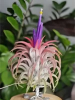 Тилландсия курли лиф (Tillandsia Ionantha Curly Leaf) — изображение 8