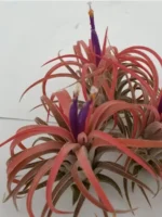 Тилландсия курли лиф (Tillandsia Ionantha Curly Leaf) — изображение 7