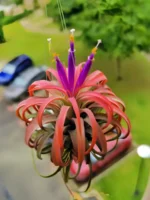 Тилландсия курли лиф (Tillandsia Ionantha Curly Leaf) — изображение 6