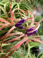 Тилландсия курли лиф (Tillandsia Ionantha Curly Leaf) — изображение 5