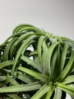 Тилландсия курли лиф (Tillandsia Ionantha Curly Leaf) — изображение 4