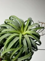 Тилландсия курли лиф (Tillandsia Ionantha Curly Leaf) — изображение 3