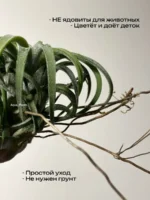 Тилландсия курли лиф (Tillandsia Ionantha Curly Leaf) — изображение 2