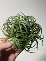 Тилландсия курли лиф (Tillandsia Ionantha Curly Leaf) — изображение 13