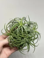 Тилландсия курли лиф (Tillandsia Ionantha Curly Leaf) — изображение 12