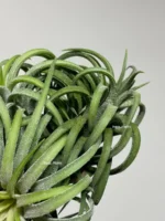 Тилландсия курли лиф (Tillandsia Ionantha Curly Leaf) — изображение 11