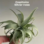 Тилландсия Silver rose (Tillandsia Capitata Silver rose)