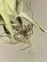 Тилландсия Silver rose (Tillandsia Capitata Silver rose) — изображение 12