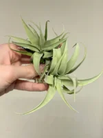 Тилландсия Silver rose (Tillandsia Capitata Silver rose) — изображение 11