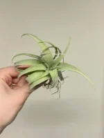 Тилландсия Silver rose (Tillandsia Capitata Silver rose) — изображение 10