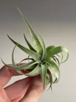 Тилландсия Silver rose (Tillandsia Capitata Silver rose) — изображение 2