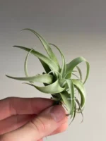 Тилландсия Silver rose (Tillandsia Capitata Silver rose) — изображение 5