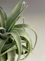 Тилландсия Silver rose (Tillandsia Capitata Silver rose) — изображение 4