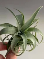 Тилландсия Silver rose (Tillandsia Capitata Silver rose) — изображение 3