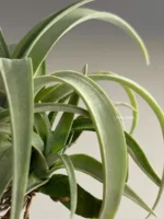 Тилландсия Silver rose (Tillandsia Capitata Silver rose) — изображение 9