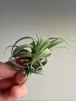Тилландсия Silver rose (Tillandsia Capitata Silver rose) — изображение 8