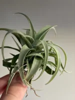 Тилландсия Silver rose (Tillandsia Capitata Silver rose) — изображение 6