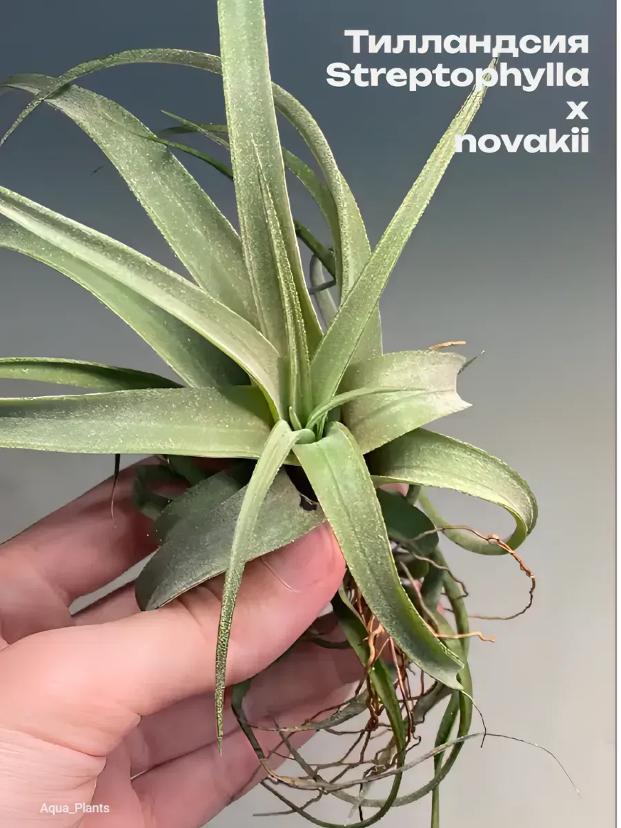 tillandsiya-streptophylla-x-novakii-tillandsia-1 Тилландсия Streptophylla x novakii Tillandsia — изображение 1