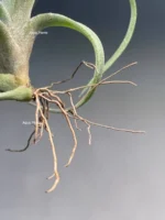 Тилландсия Streptophylla x novakii Tillandsia — изображение 4