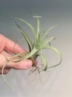 Тилландсия Streptophylla x novakii Tillandsia — изображение 5
