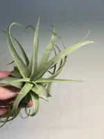 Тилландсия Streptophylla x novakii Tillandsia — изображение 10