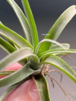 Тилландсия Streptophylla x novakii Tillandsia — изображение 11