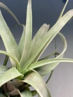 Тилландсия Streptophylla x novakii Tillandsia — изображение 6