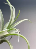 Тилландсия Streptophylla x novakii Tillandsia — изображение 7